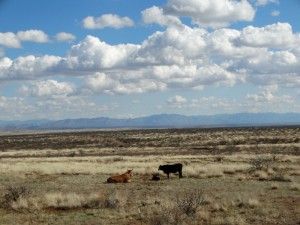 Koeien in een oneindig desolaat landschap