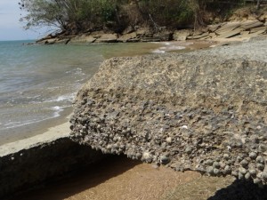 Fossiele schelpen lijken betonplaten