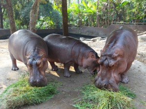 De Hippo's aan de maaltijd