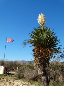 Giant Yucca in Big Bend NP