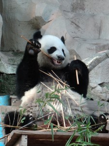 Bamboe is het Panda menu
