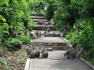 De apen zijn volop aanwezig in de Uluwatu tempel