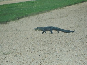 Alligator op het kruipspoor
