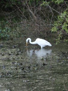 Great Egret in Bayou Seignette State Park