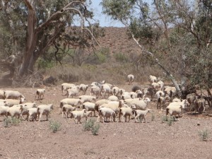 Honderden schapen lopen blatend weg