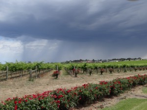 Dreigende wolken over de wijnvelden
