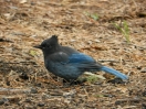 01-mountain-bluebird