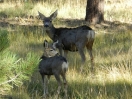 48-bij-capitol-reef-np-campground