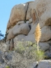 27-bloeiende-yuca-in-joshua-tree-np