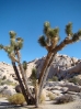 28-joshua-tree-1