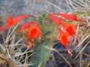 29-rocket-flower-in-joshua-tree-np