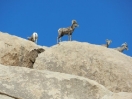 31-big-horn-sheep-in-joshua-tree-np