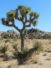 33-joshua-tree-2