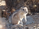 34-ground-squirrel