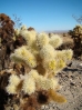 35-cholla-cactus-garden-in-joshua-tree-np