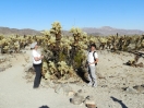 36-cholla-cactus-garden