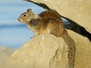 39-ground-squirrel-bij-ventura