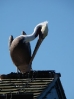40-pelikaan-santa-barbara