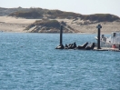 46-harbour-seals-in-morro-bay
