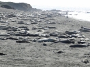 53-elephant-seal-rest-area