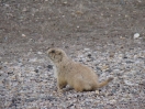 13-prairie-dog-op-de-weg