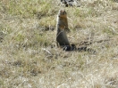 22-opnieuw-nieuwsgierige-prairie-dogs