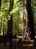01-big-basin-state-park-redwoods