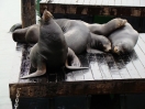 19-harbor-seals-bij-fishermans-wharff