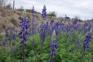 06-blue-bonnets-1024x683