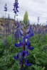 07-blue-bonnets-683x1024