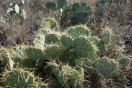 10-chisos-prickley-pear-cactus-1024x683