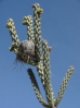 12-cholla-walking-stick-cactus-768x1024