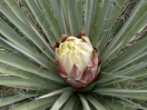 14-torrey-yucca-van-boven-1024x768