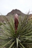 15-torrey-yucca-683x1024