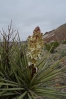 16-torrey-yucca-683x1024