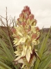 17-torrey-yucca-in-volle-bloei-768x1024