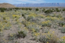 21-desert-marigold-veld-1024x683