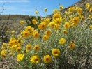 22-desert-marigold-1024x768