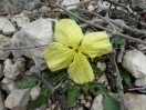 23-desert-evening-primrose-met-dauw-1024x768