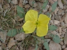 24-desert-evening-primrose-1024x768