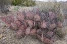 32-purple-prickley-pear-cactus-1024x683