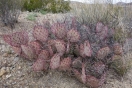 32-purple-prickley-pear-cactus-1024x683