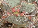 33-prickley-pear-cactus-1024x768