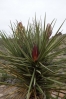 34-torrey-yucca-1-plant-3-stadia-683x1024