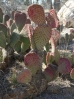 37-prickley-pear-met-vrucht-768x1024