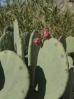 38-naked-prickley-pear-cactus-768x1024