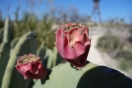 39-naked-prickley-pear-cactus-1024x683