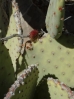 40-spineless-prickley-pear-cactus-768x1024