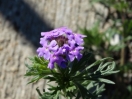 42-mock-vervain-1024x768