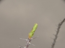 44-ocotillo-in-knop-1024x768